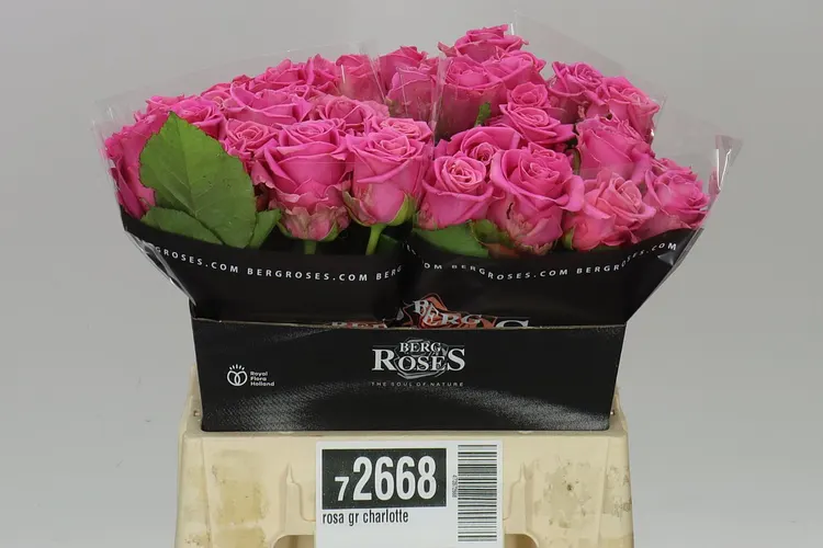 Ruža Charlotte 40 cm