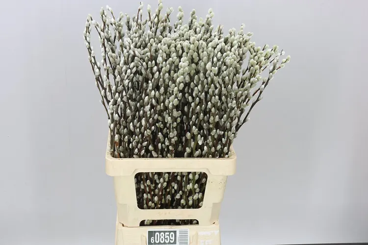 Salix Snow Flake 70 cm