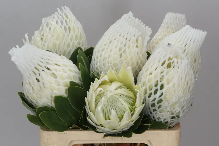 Protea Cynaroides Arctic Ice 60 cm