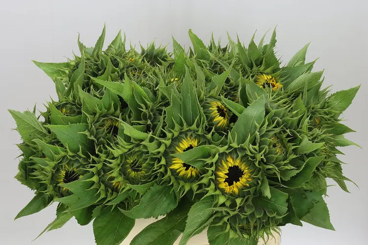 Helianthus A Sun Orange 60 cm