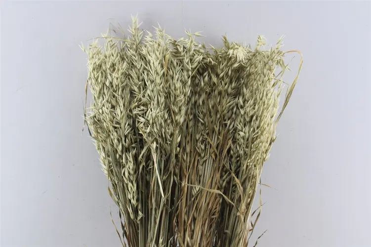 Haver Oasta, sušené 60 cm