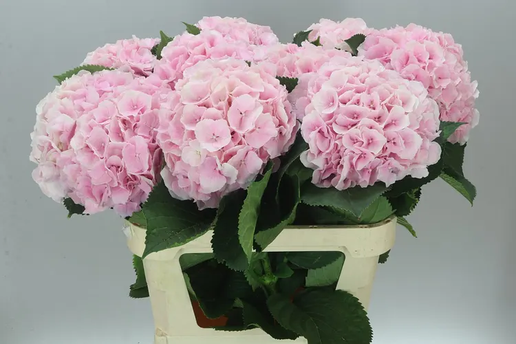 Hydrangea Verena Pink Pale 80 cm