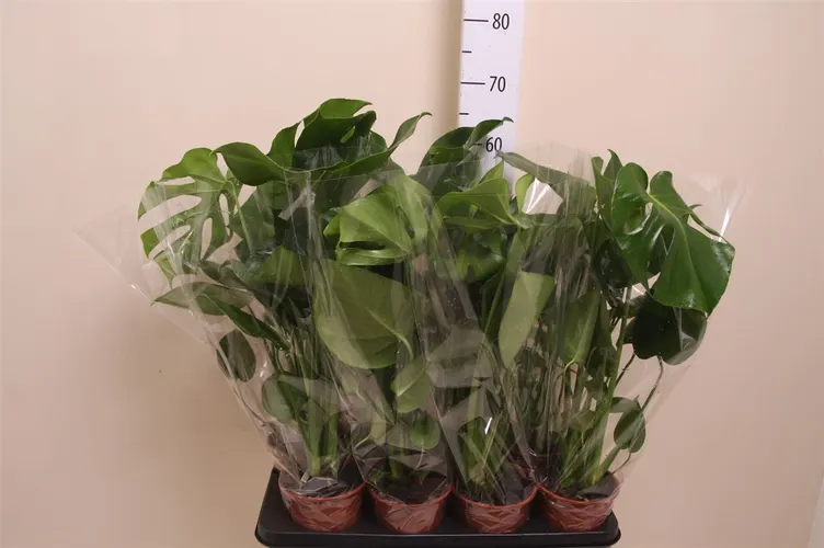 Monstera Deliciosa črepník 14 cm