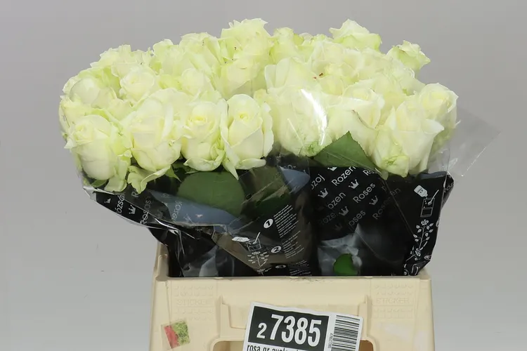 Rosa Gr Avalanche Bern 40 cm