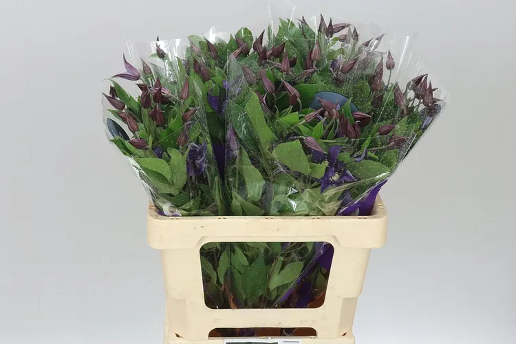 Clematis Blue Pirouette 60 cm