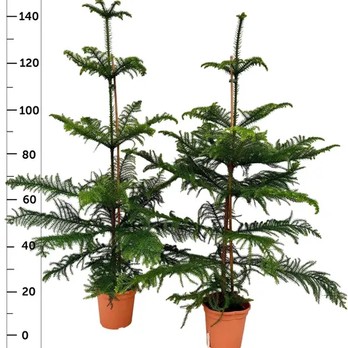 Araucaria Heterophylla P20 Arauhet20 črepník 20 cm