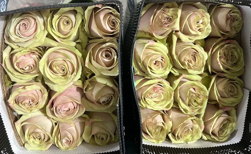 Rosa Gr Ec Romina 50 cm