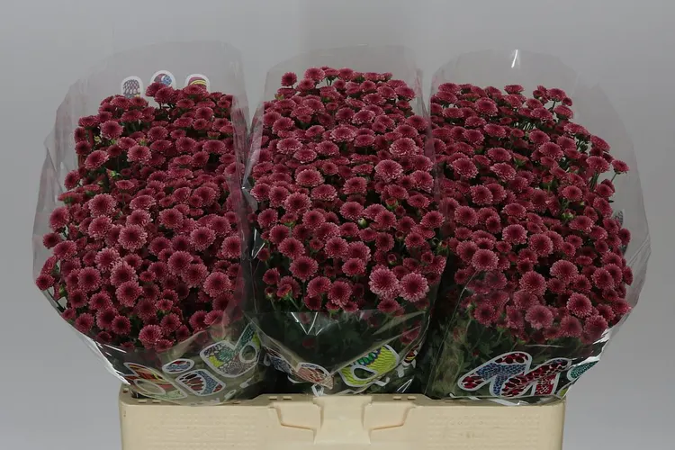 Sant Mad Cherry Tyolo 55 cm