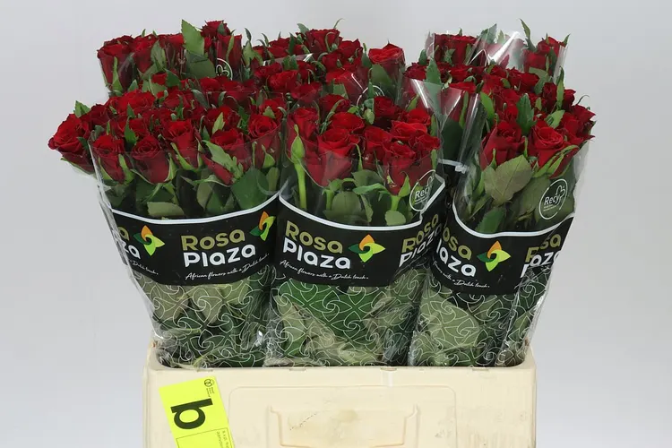 Ruža Simply Red+ 60 cm