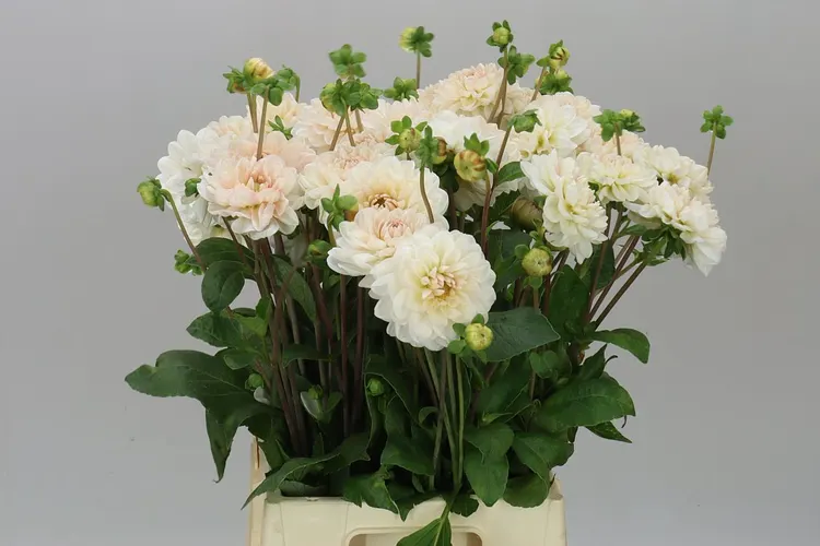 Georgína Blush Pink 40 cm