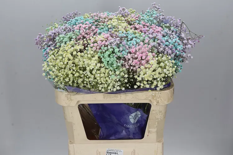 Gyps Absorbed Rainbow Mix In Bunch 75 cm