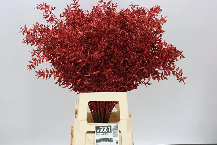 Ruskus Prick Gl Red 70 cm