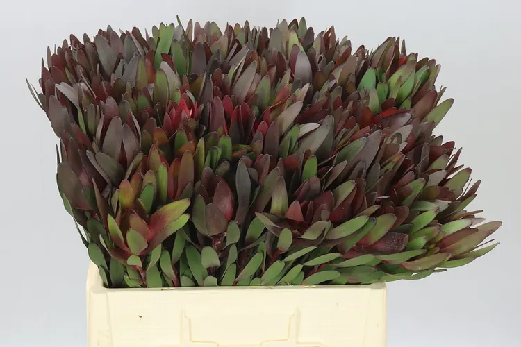 Leucadendron Safari Sunset 60 cm