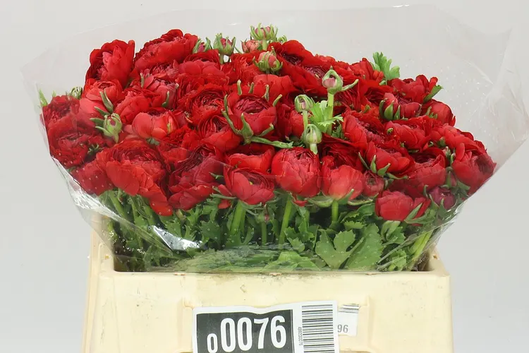 Iskerník Red 35 cm