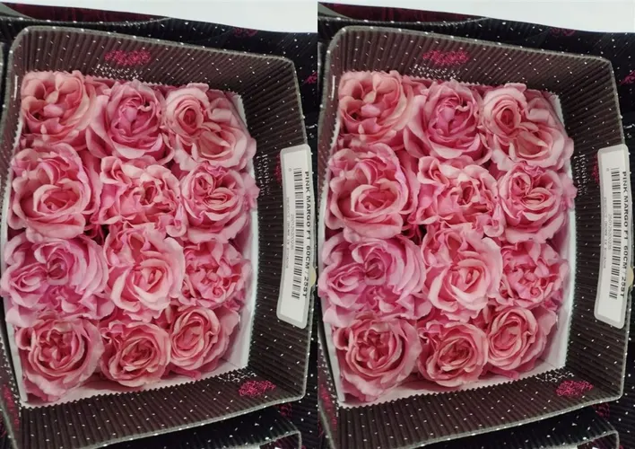 Rosa Gar Pink Margo 60 cm