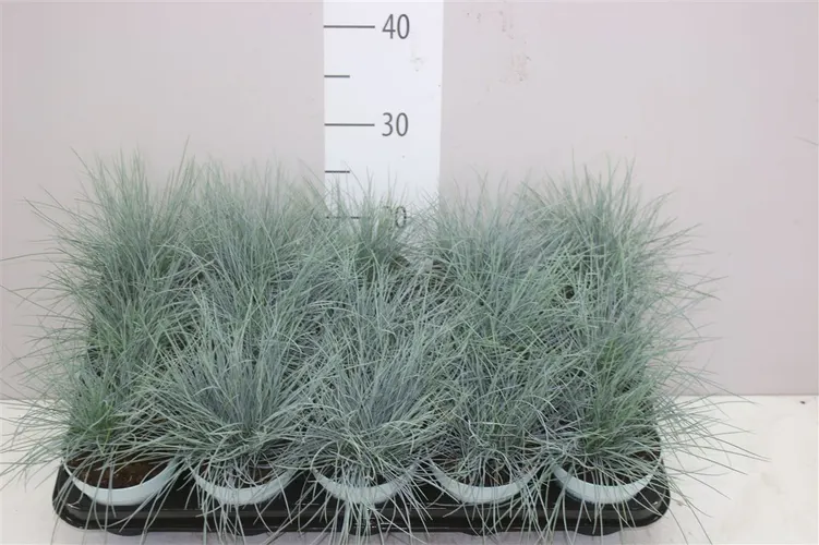 Festuca Gl. 'compacta Blue''qty črepník 10,5 cm