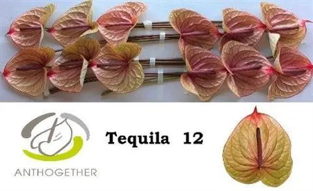 Anth Tequila