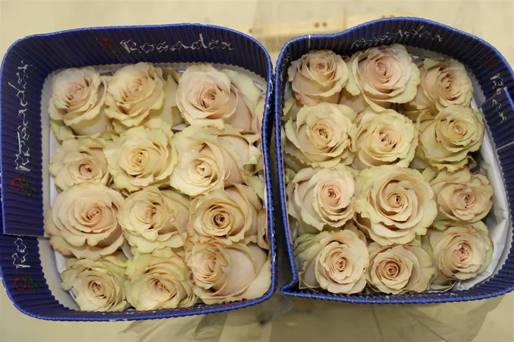 Rosa Gr Ec Quicksand 40 cm
