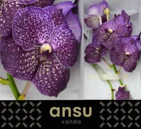 Vanda Su Violet Dark 20 cm