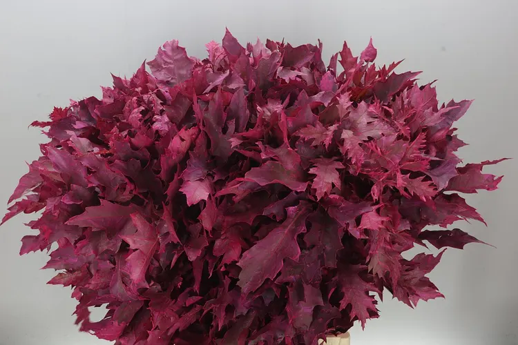 Quercus Painted Cerise 80 cm
