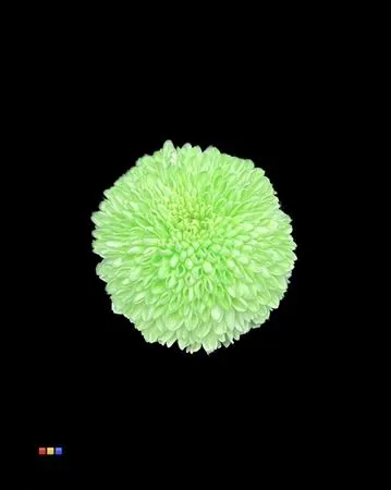 Chr G Superbowl Green 80 cm