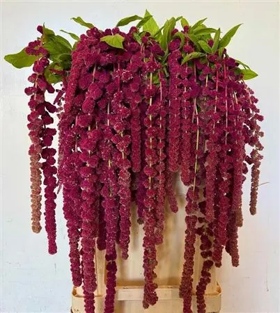 Amaranthus Ca Rosary 80 cm