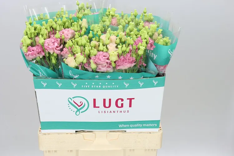 Eust Du Alissa Pink 70 cm