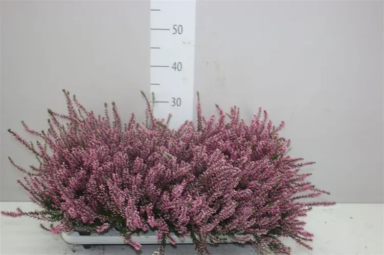 Calluna G.girls Roze črepník 11 cm