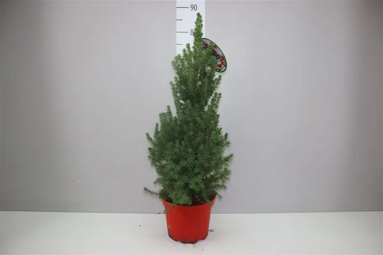 Picea Gl December Rode Ompot črepník 23 cm