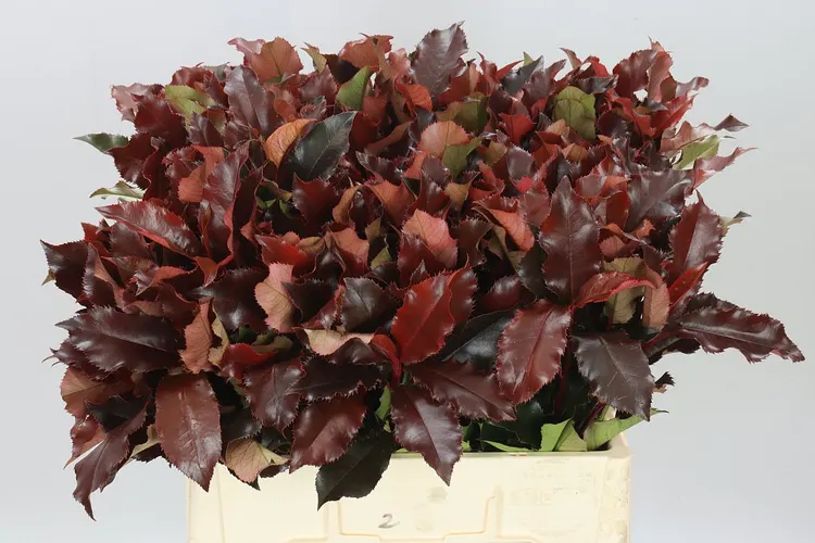 Photinia Magical Volcano 60 cm