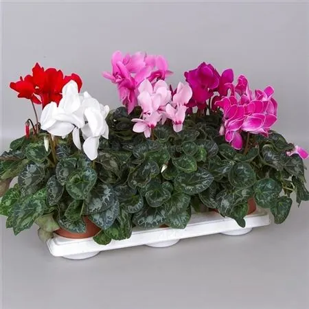 Cyclamen Gr Mix črepník 13 cm