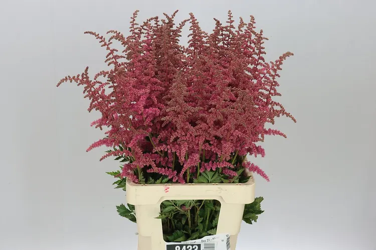 Astilbe Strawberry Cake 70 cm