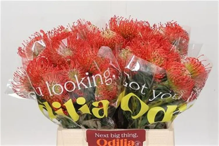 Leucospermum Succession 40 cm