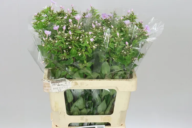 Phlox P Butterfly Lilac 60 cm