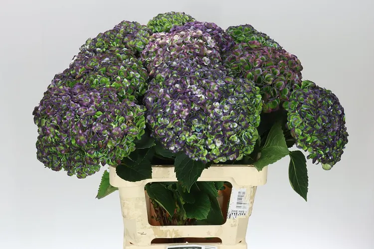 Hydrangea Revolution Blue Classic 60 cm
