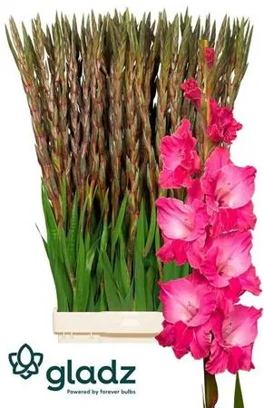 Glad Fairytale Pink 130 cm