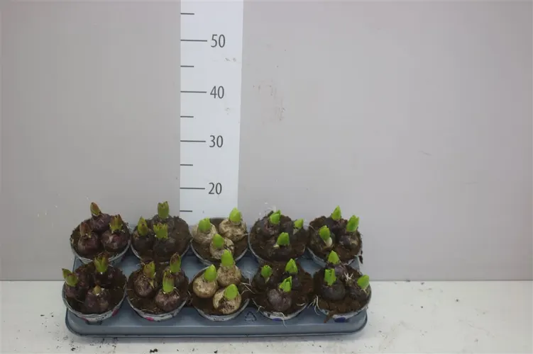 Hyacinthus Gemengd 3pp črepník 12 cm