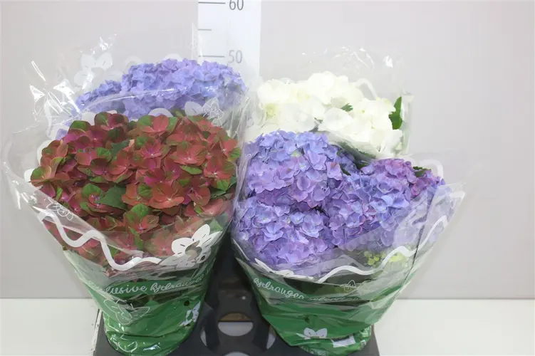 Hortenzia črepníková mix 6-7 črepník 14 cm