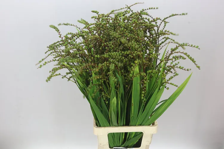 Crocosmia Berries Green 90 cm