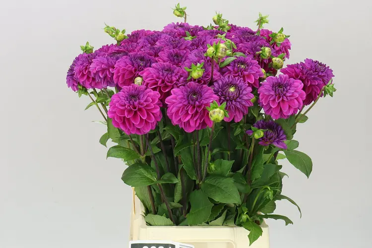 Georgína Purple Fox 50 cm