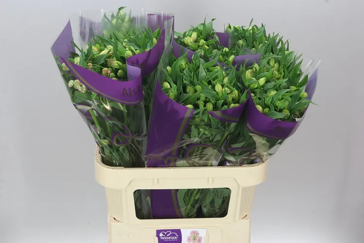 Alstro Wonder Sweet Xl 75 cm