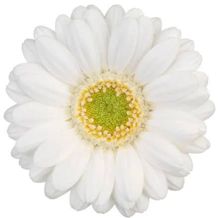 Germini Ringo 45 cm