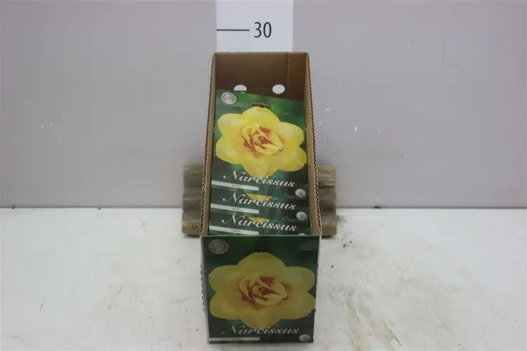 Bol Narcis Double Tahiti X5