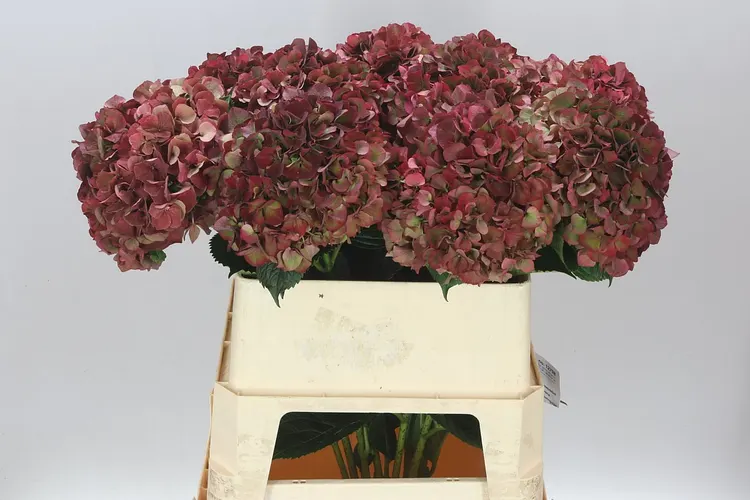 Hortenzia Ruby Pink Classic 80 cm