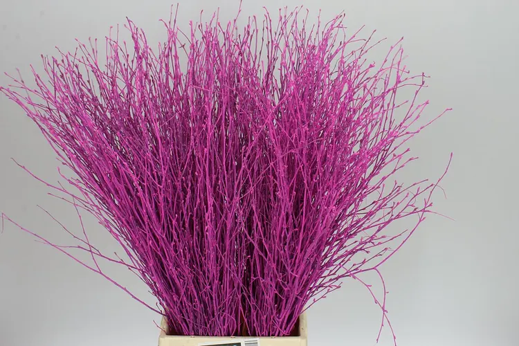 Breza Cerise 70 cm