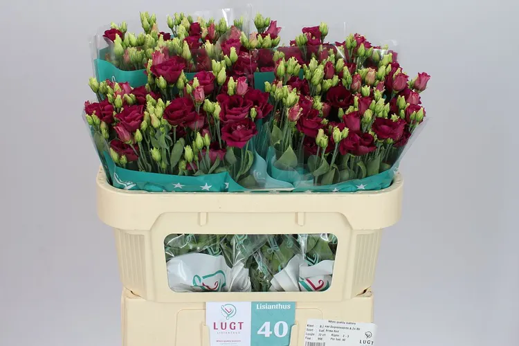 Eust Du Rosita Red 72 cm