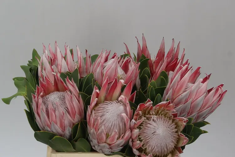 Protea Cynaroides 40 cm