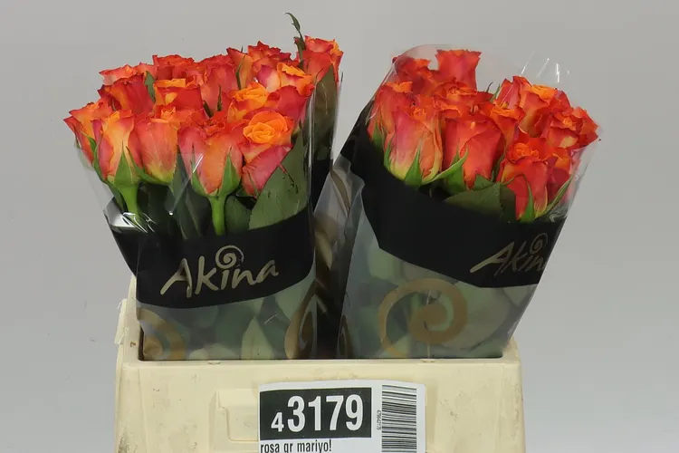 Ruža Mariyo! 40 cm