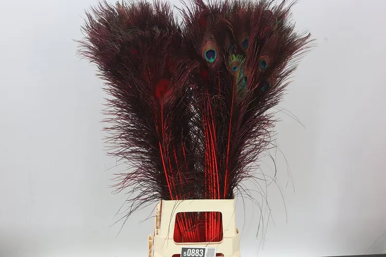 Peacock Feathers Red X50 100 cm