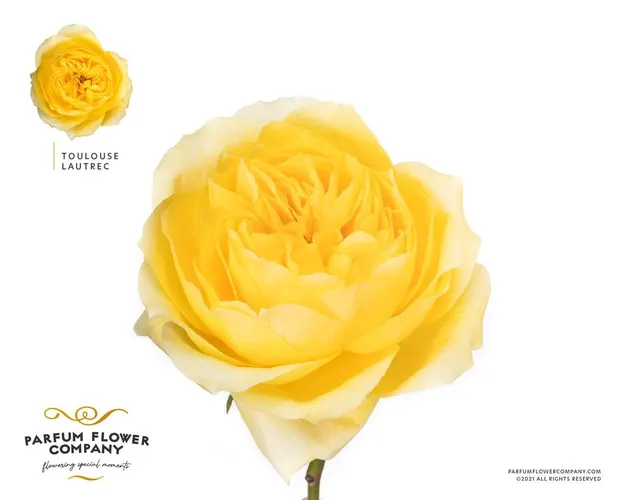 Rosa Gar Scented Toulouse Lautrec 50 cm